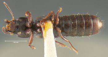 Media type: image;   Entomology 24072 Aspect: habitus ventral view